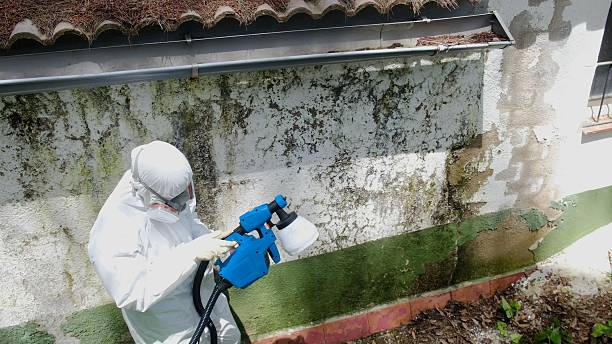 Top rated local Mold Testing specialists in Sproul, PA